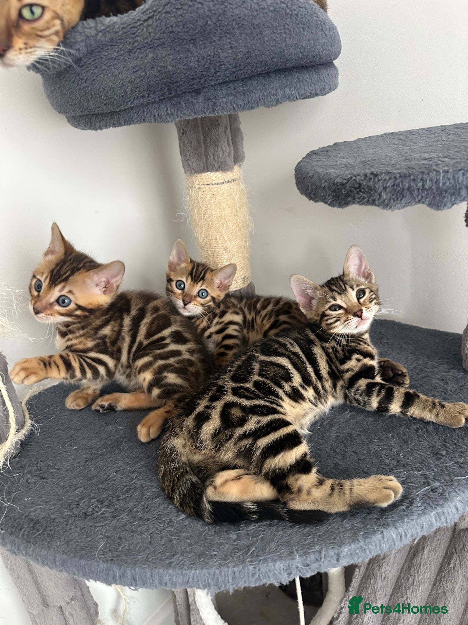 Bengal cats Bengal kittens for sale - Advert 8