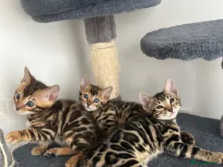 Bengal cats Bengal kittens for sale - Advert 8