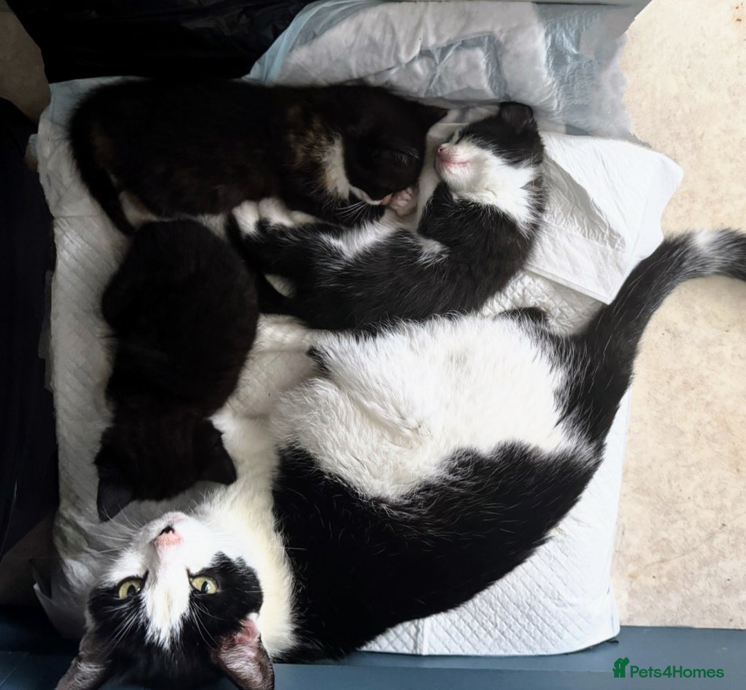Mixed Breed cats for sale: Adorable kittens for sale - Image 6