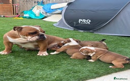 English Bulldog dogs for sale: English bulldog puppies  - Image 4