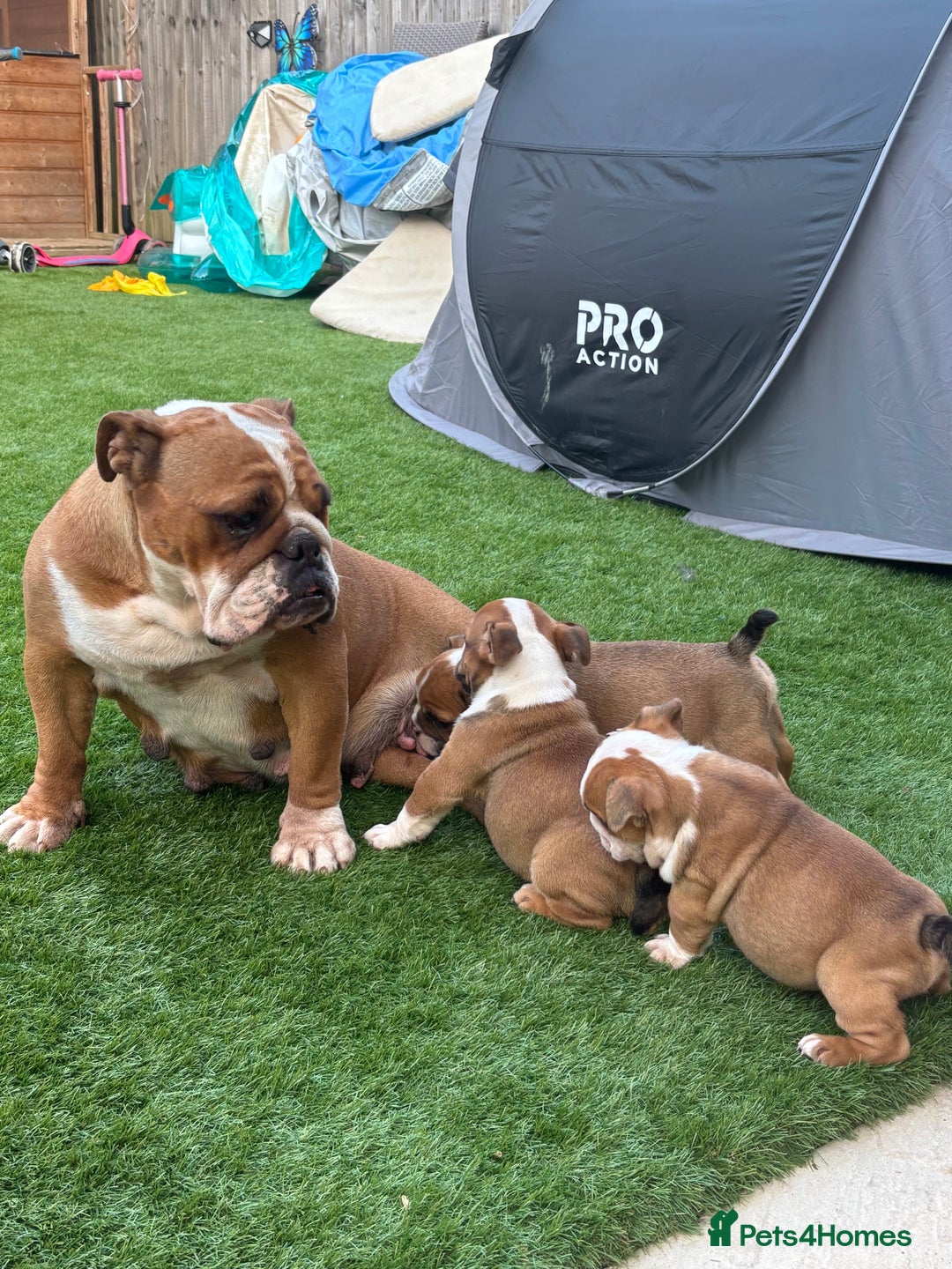 English Bulldog dogs for sale: English bulldog puppies  - Image 4