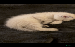 British Shorthair cats for sale: 5 British Chinchilla Shorthair Mix Kittens - Image 11