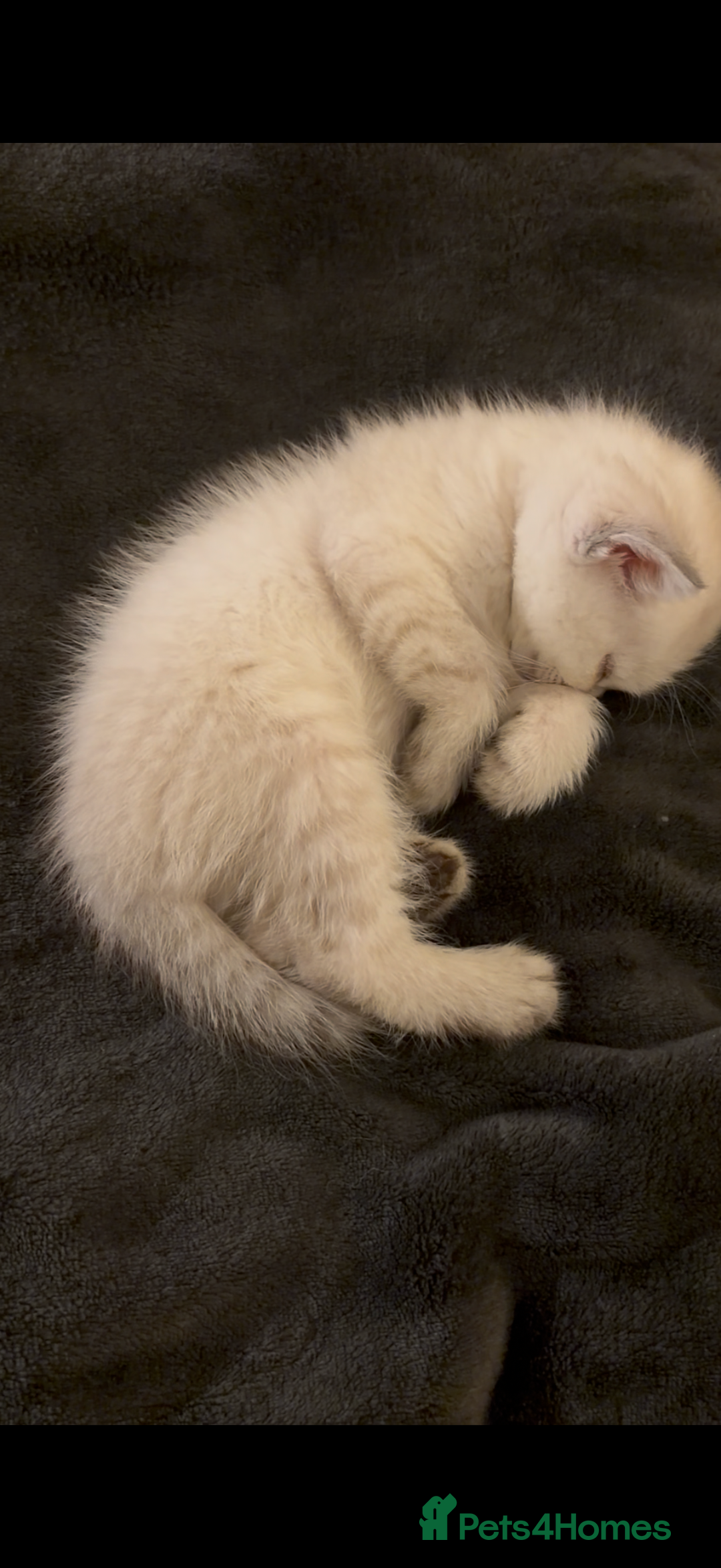 British Shorthair cats for sale: 5 British Chinchilla Shorthair Mix Kittens - Image 11