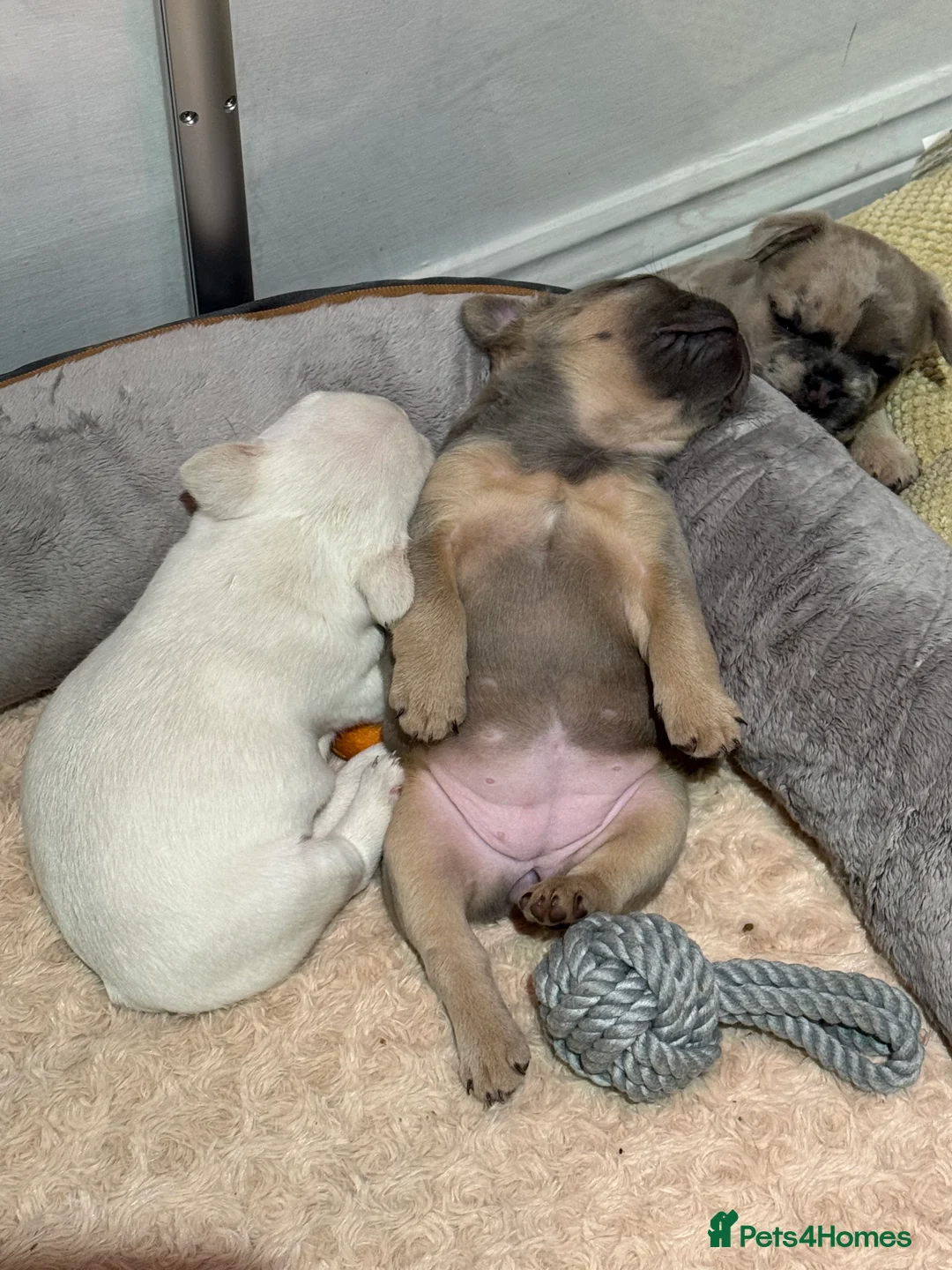 French Bulldog dogs for sale: platinum and Isabella blue fawn French bulldog  - Advert 7