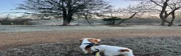 Cocker Spaniel dogs for sale: 5 Year Old Female Cocker Spaniel  - Advert 7