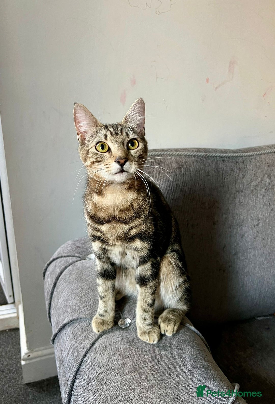 Mixed Breed cats for sale: Tabby cats and blackish brown kittens in London - Image 1