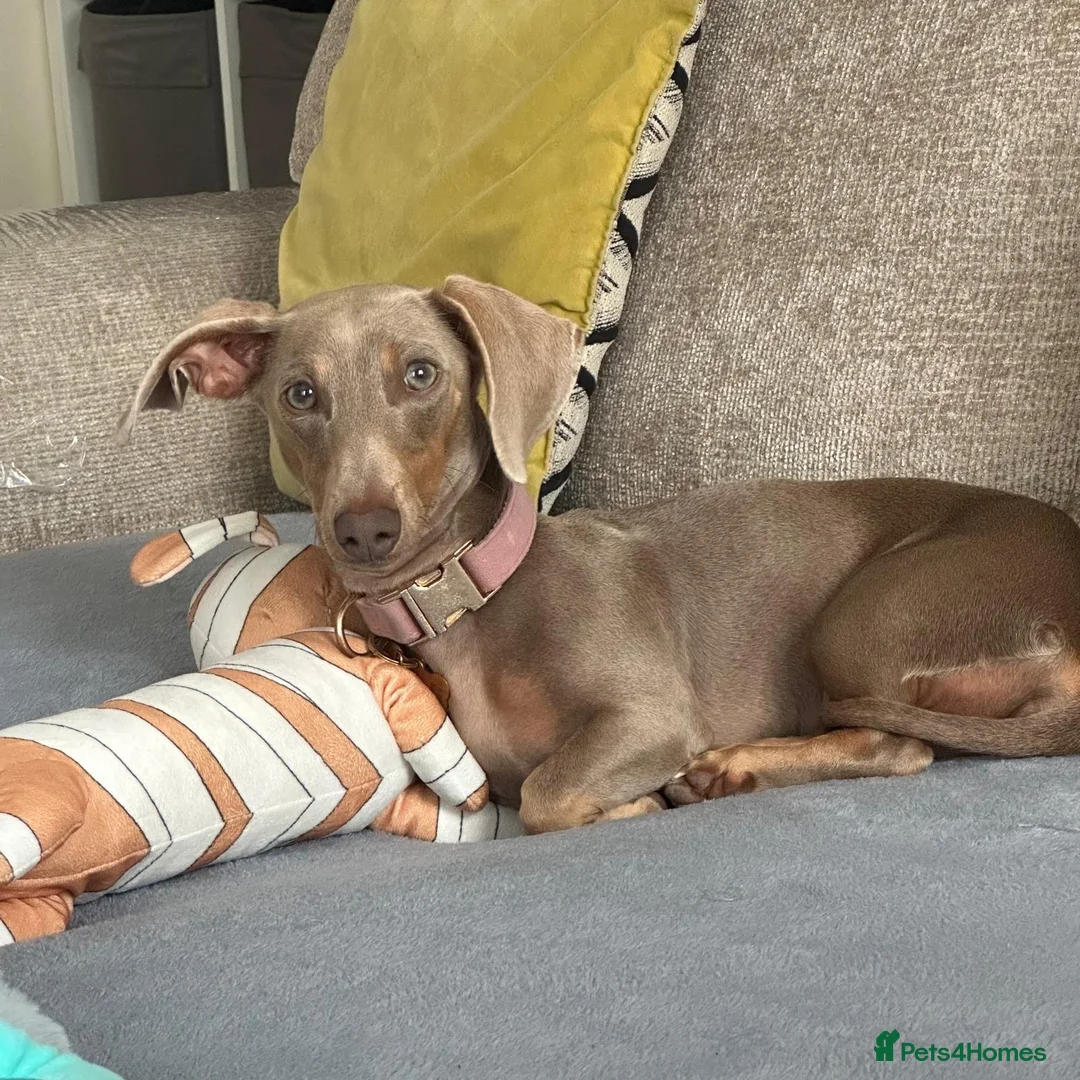 Miniature Dachshund dogs for sale: Mini dachshund for rehoming  in Dover - Advert 3