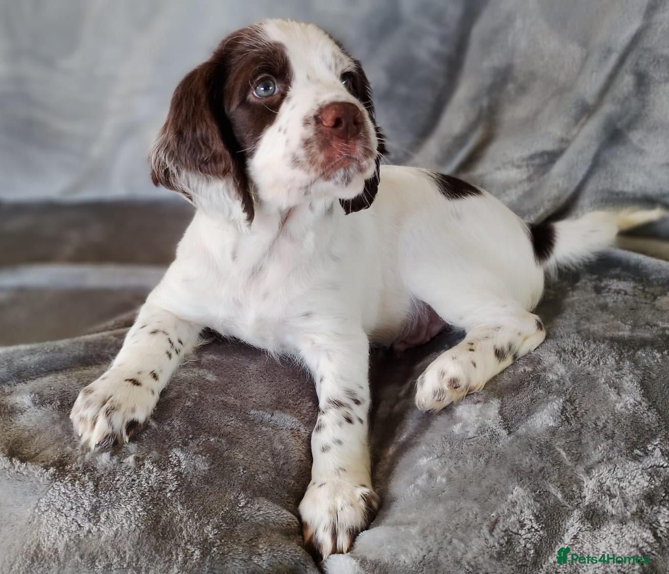 Sprocker dogs for sale: Gorgeous Sprocker Boy ❤️ - Advert 1