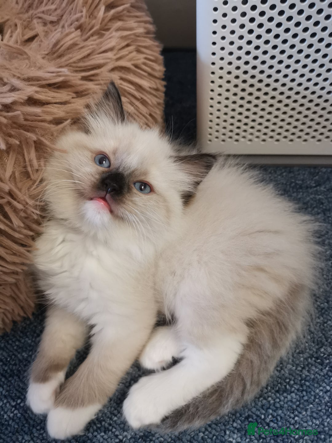 Ragdoll cats for sale: Beautiful Ragdoll Kittens - Image 17
