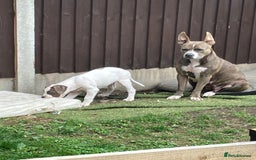 Staffordshire Bull Terrier dogs for sale: Staffordshire  - Image 5
