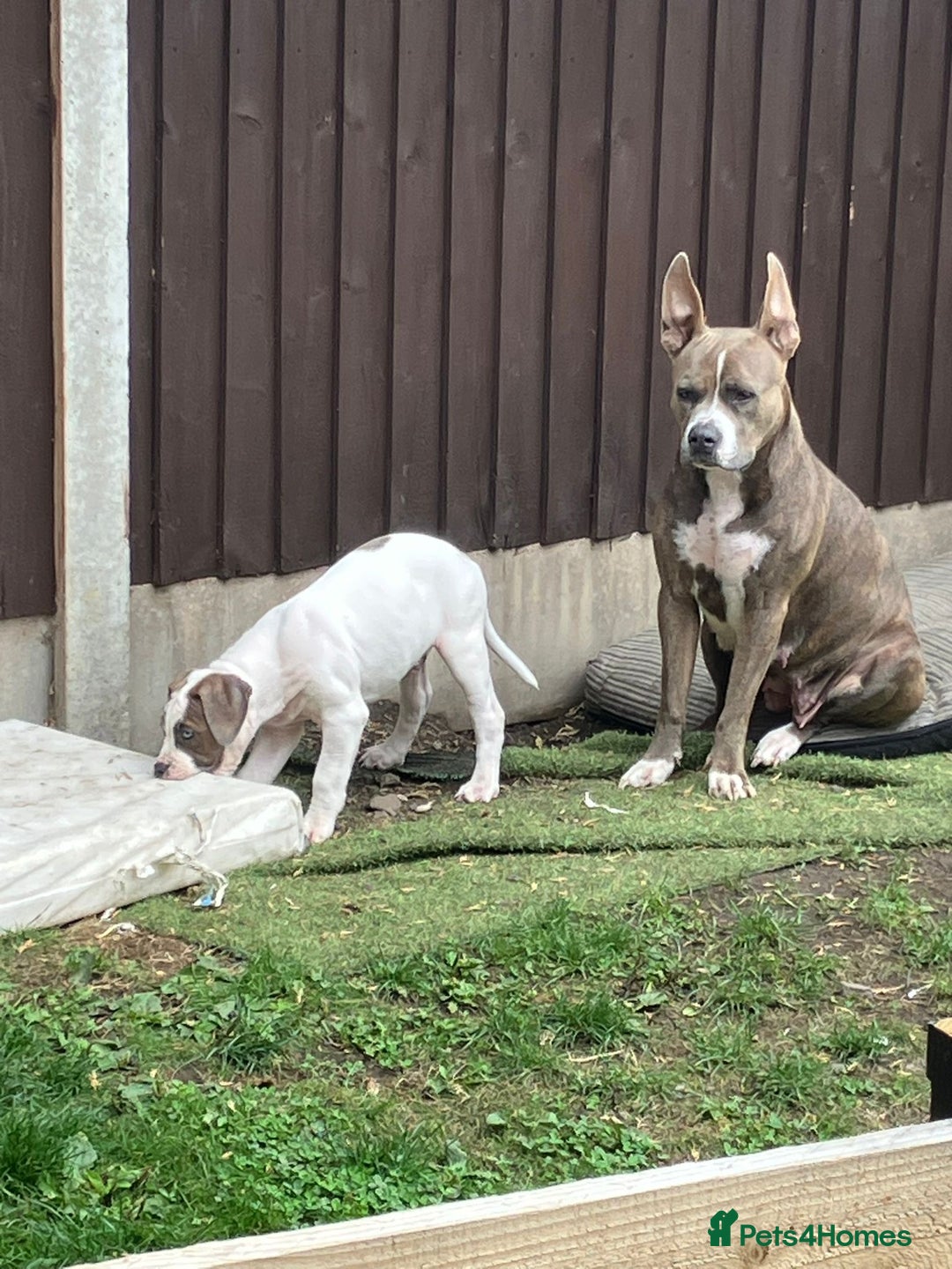 Staffordshire Bull Terrier dogs for sale: Staffordshire  - Image 5