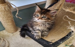 Maine Coon cats for sale: Maine Coon kittens ready soon CF81  - Image 3