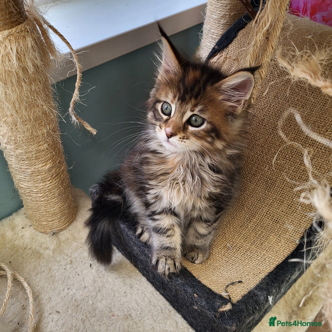 Maine Coon cats for sale: Maine Coon kittens ready soon CF81  - Image 3