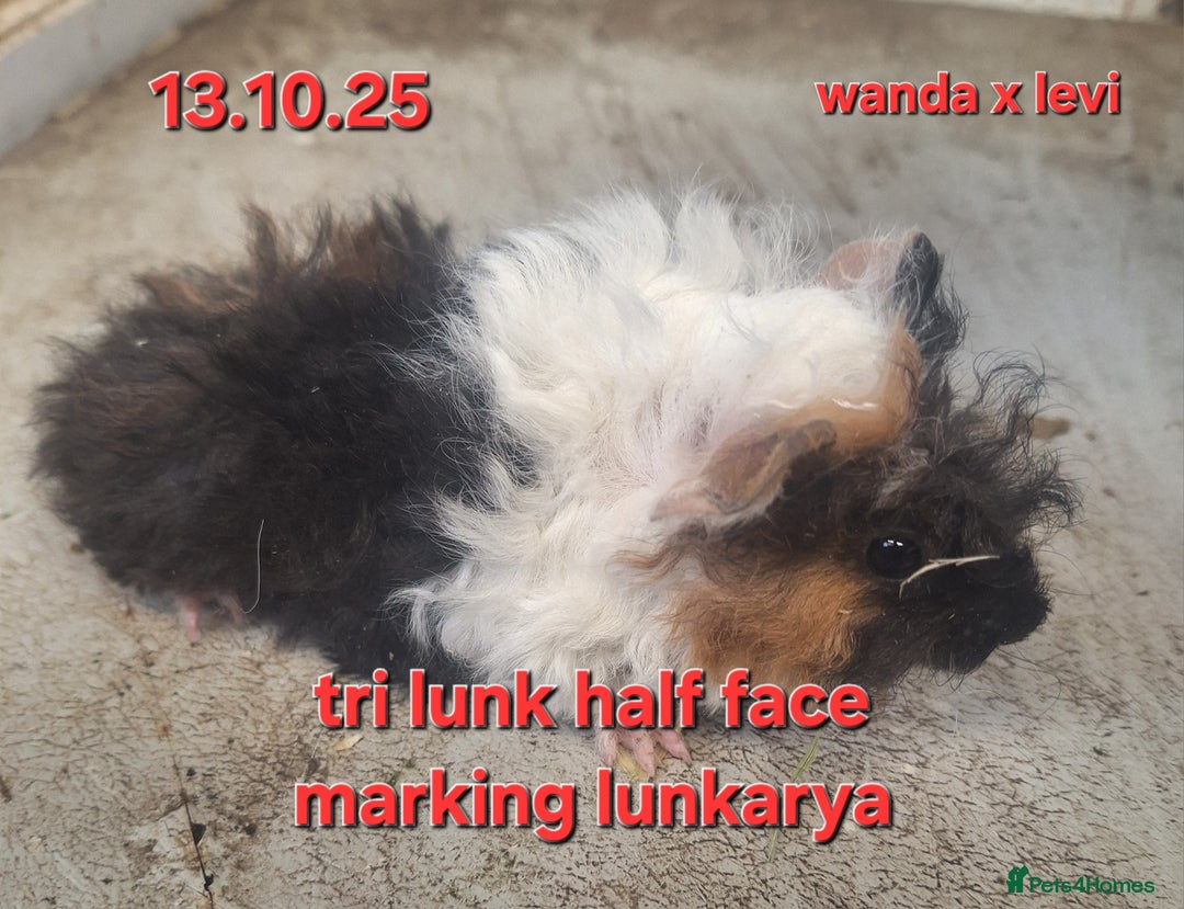 Guinea Pig rodents for sale: Baby female guinea pigs - Advert 6