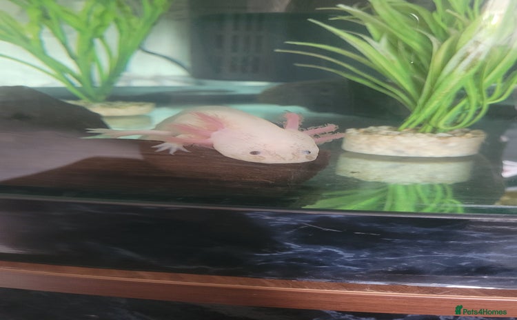 Axolotl reptiles - Advert 1