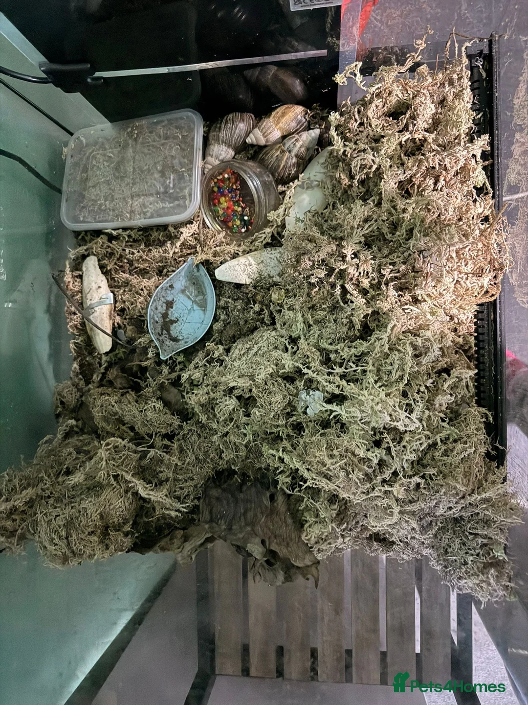 Snails invertebrates for sale: 4 Giant African Land Snails - Advert 2