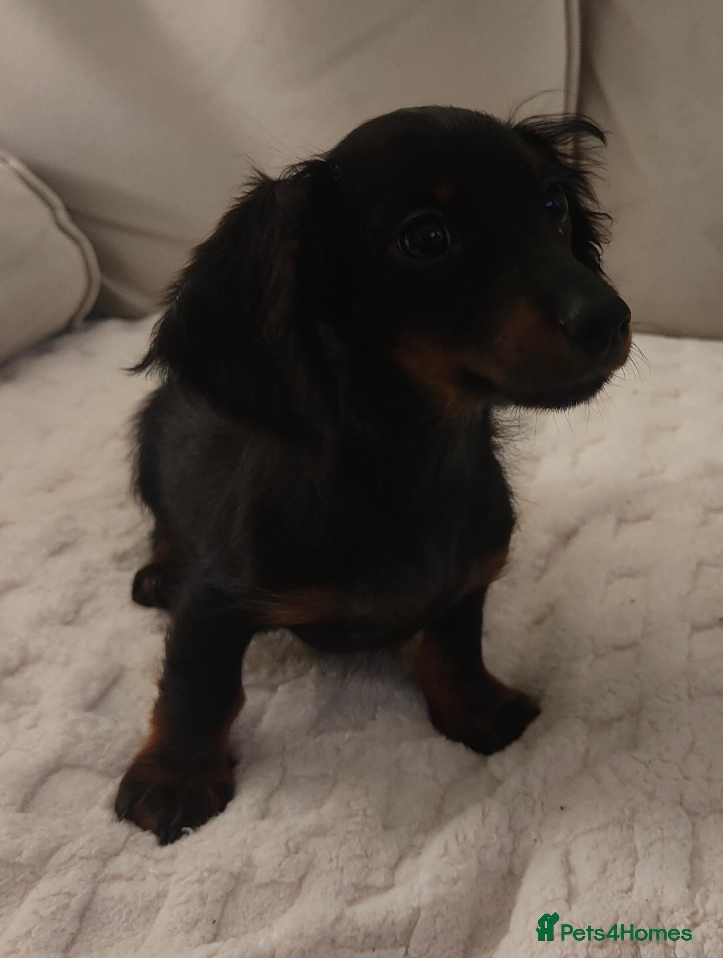 Miniature Dachshund dogs Long hair Miniature dachshund boy - Advert 1