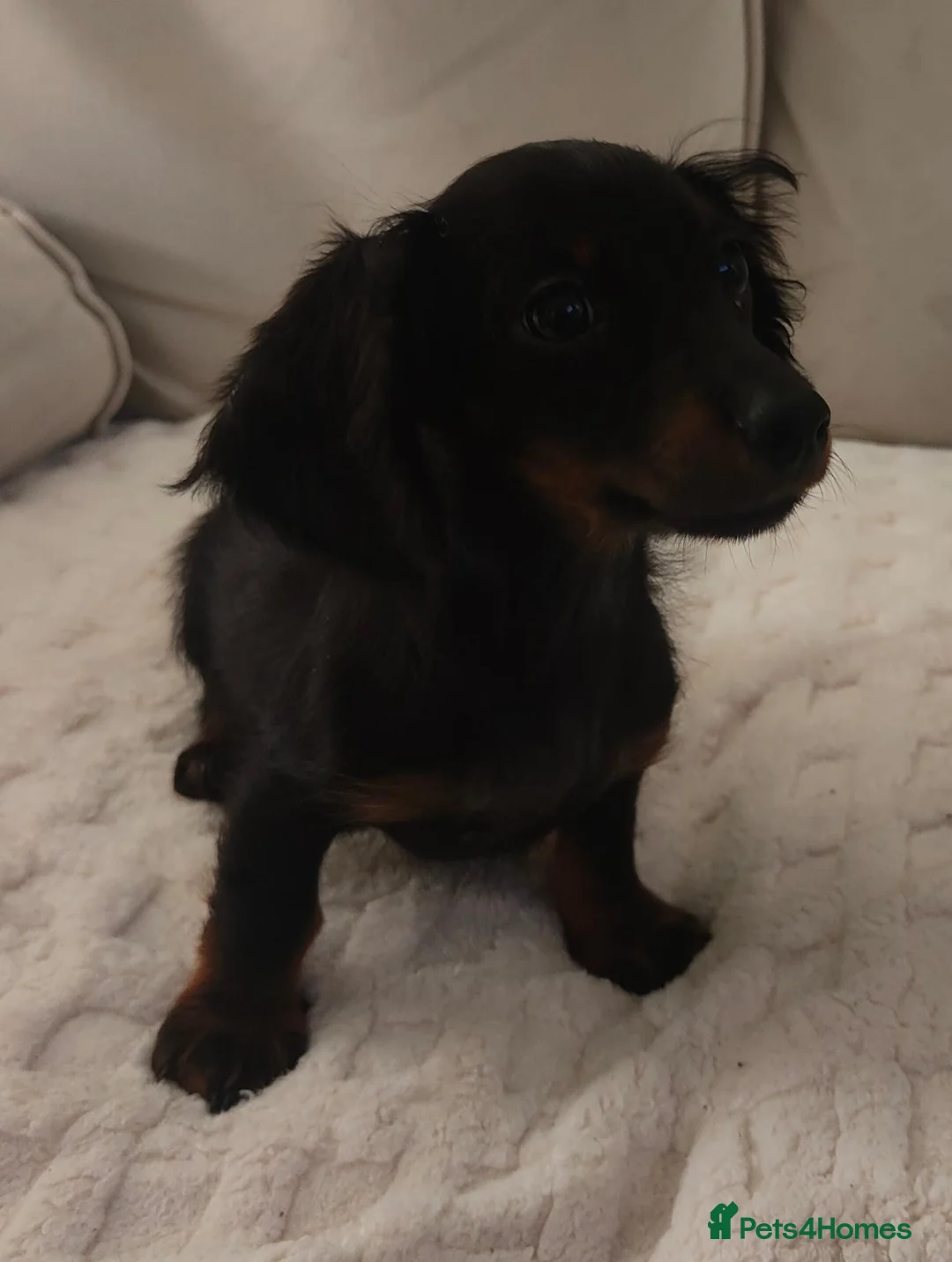 Miniature Dachshund dogs for sale: Long hair Miniature dachshund boy in Preston - Advert 1