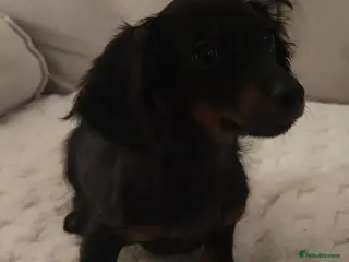 Miniature Dachshund dogs Long hair Miniature dachshund boy - Advert 1