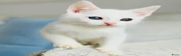 Turkish Angora cats for sale: 🐾 Unique Turkish Angora x Bengal Mix Kittens 🐾 - Advert 4