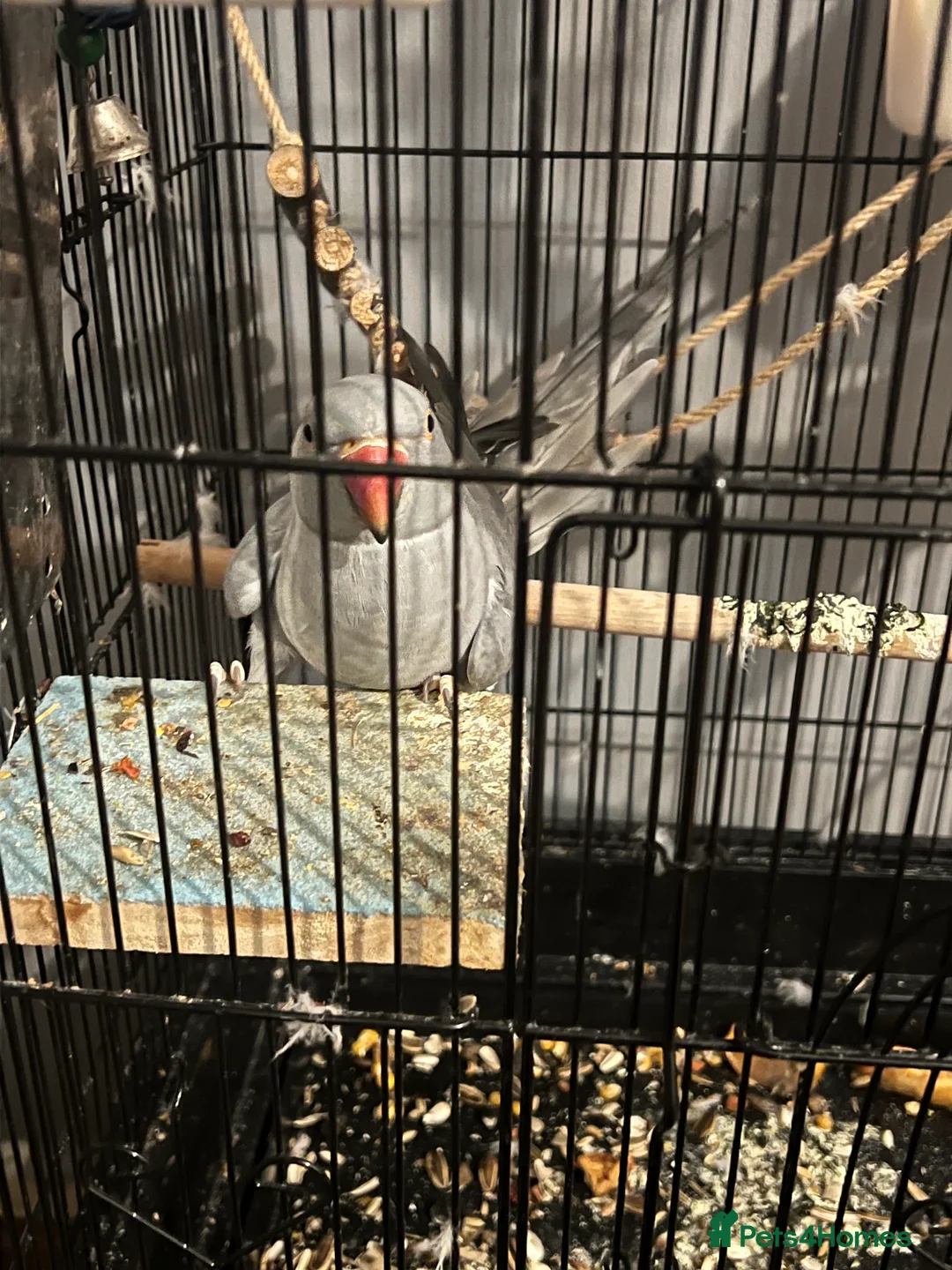 Parrots birds for sale: Beautiful Grey Indian Ringneck for Sale - Advert 4