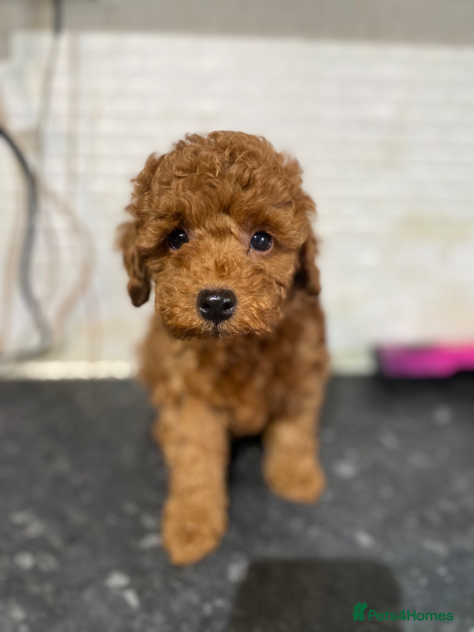 Toy Poodle dogs Toy Poodles KC Registered Ready now - Advert 1