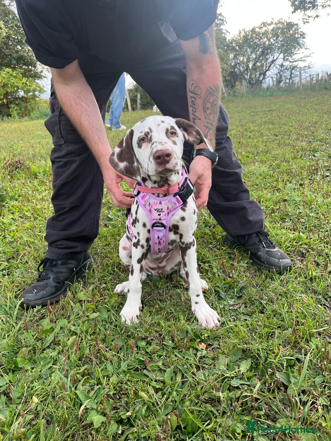 Dalmatian dogs for sale: River  - Advert 12