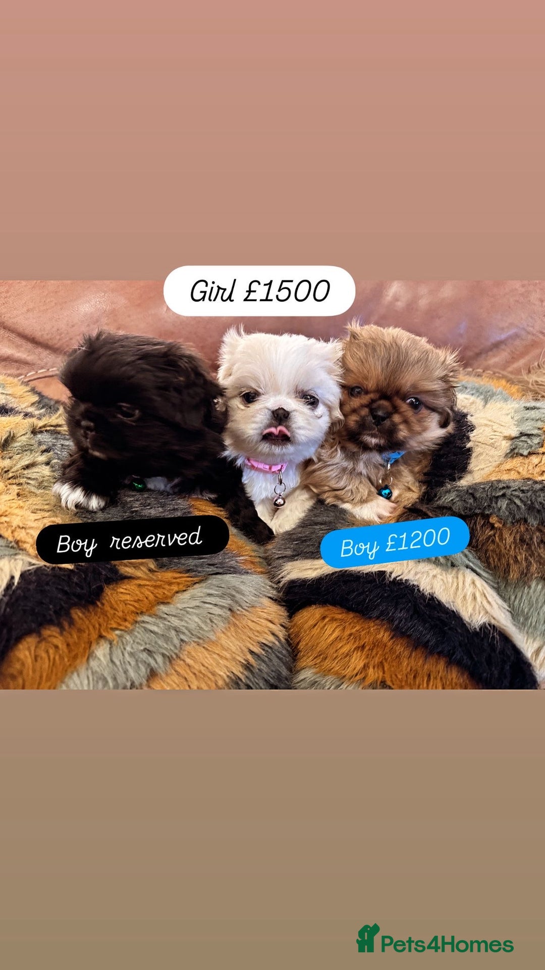 Pekingese dogs for sale: Pekingese puppy  - Advert 2