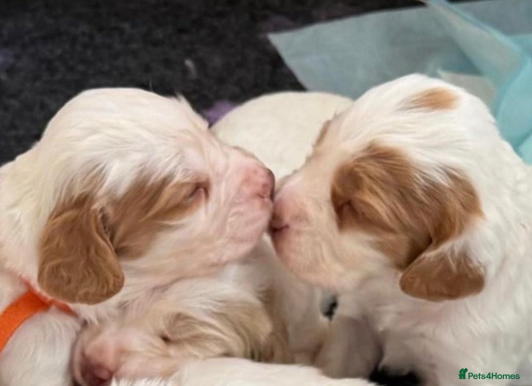 Clumber Spaniel dogs for sale: Pedigree KC Clumber Spaniel Puppies - Advert 1