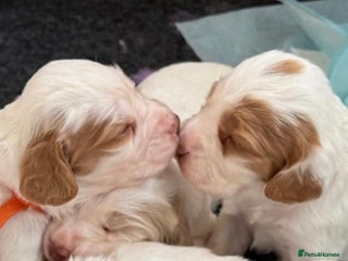 Clumber Spaniel dogs Pedigree KC Clumber Spaniel Puppies - Advert 15