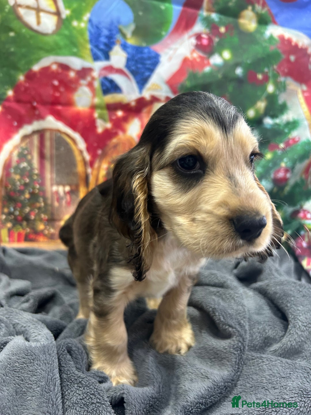 Cocker Spaniel dogs for sale: KC registered, health tested, Show cocker spaniels - Advert 36