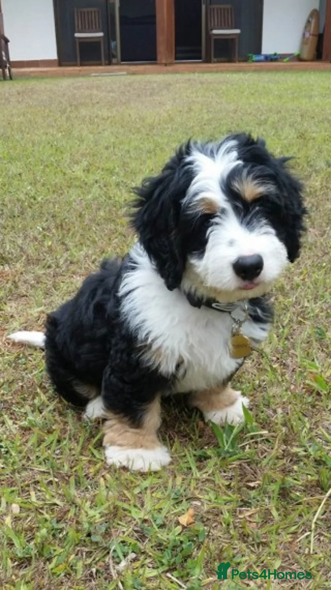 Mixed Breed dogs for stud: PROVEN Pure F1 Miniature Bernedoodle -Stud Offered in Saffron Walden - Advert 10