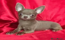 Chihuahua dogs for sale: Last lilac KC Chiuauah  - Image 4