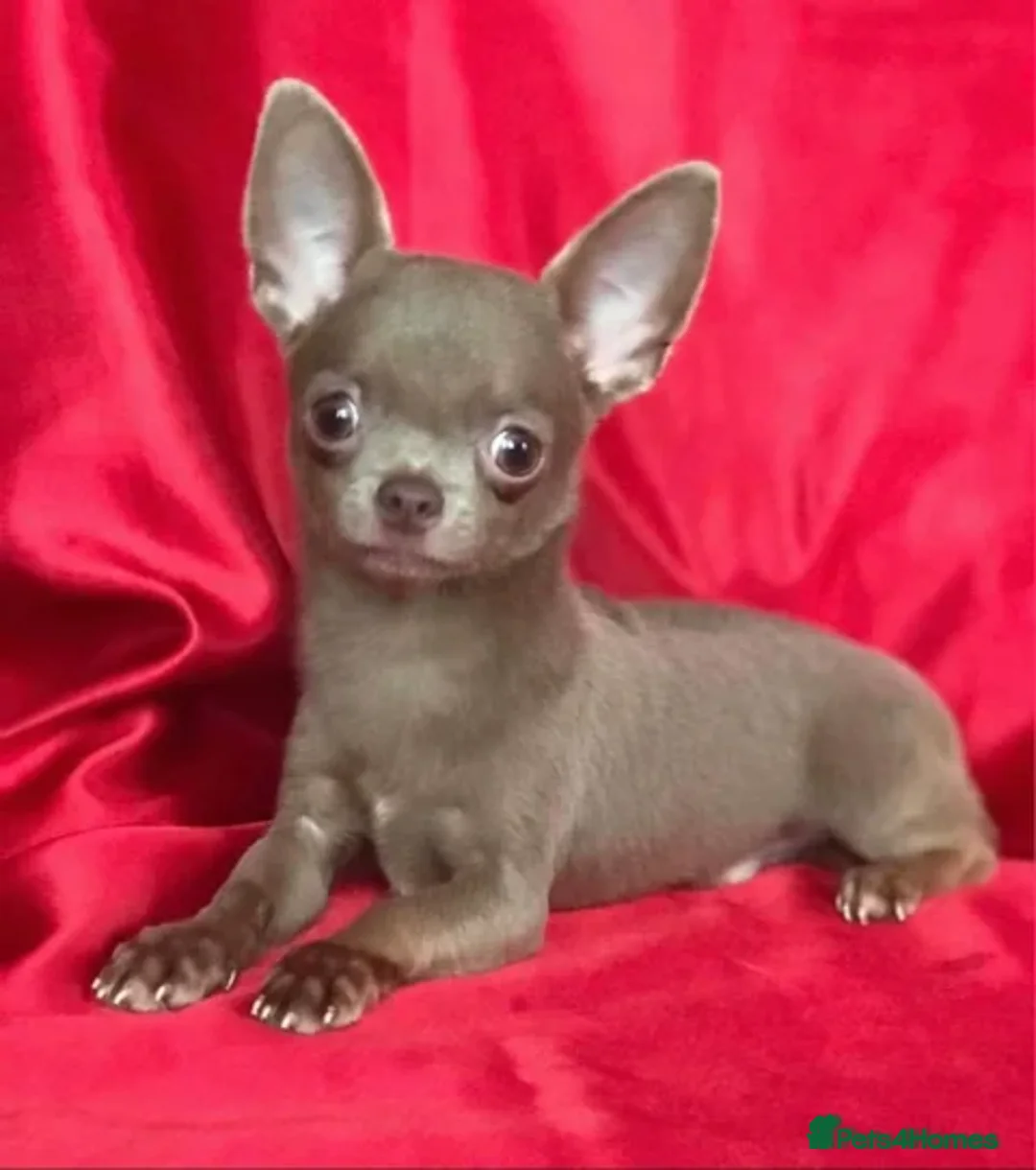 Chihuahua dogs for sale: Last lilac KC Chiuauah  - Image 4