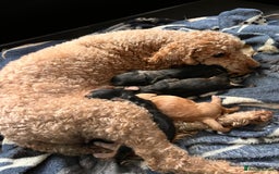 Cockapoo dogs for sale: Beautiful f1 cockapoo puppies  - Image 1