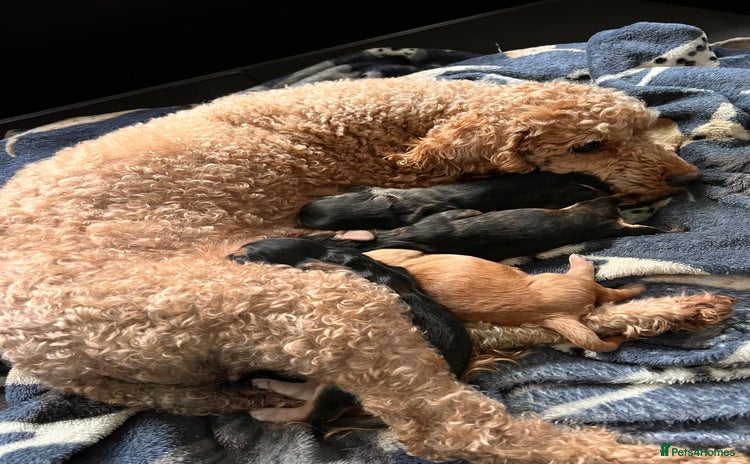 Cockapoo dogs - Advert 1