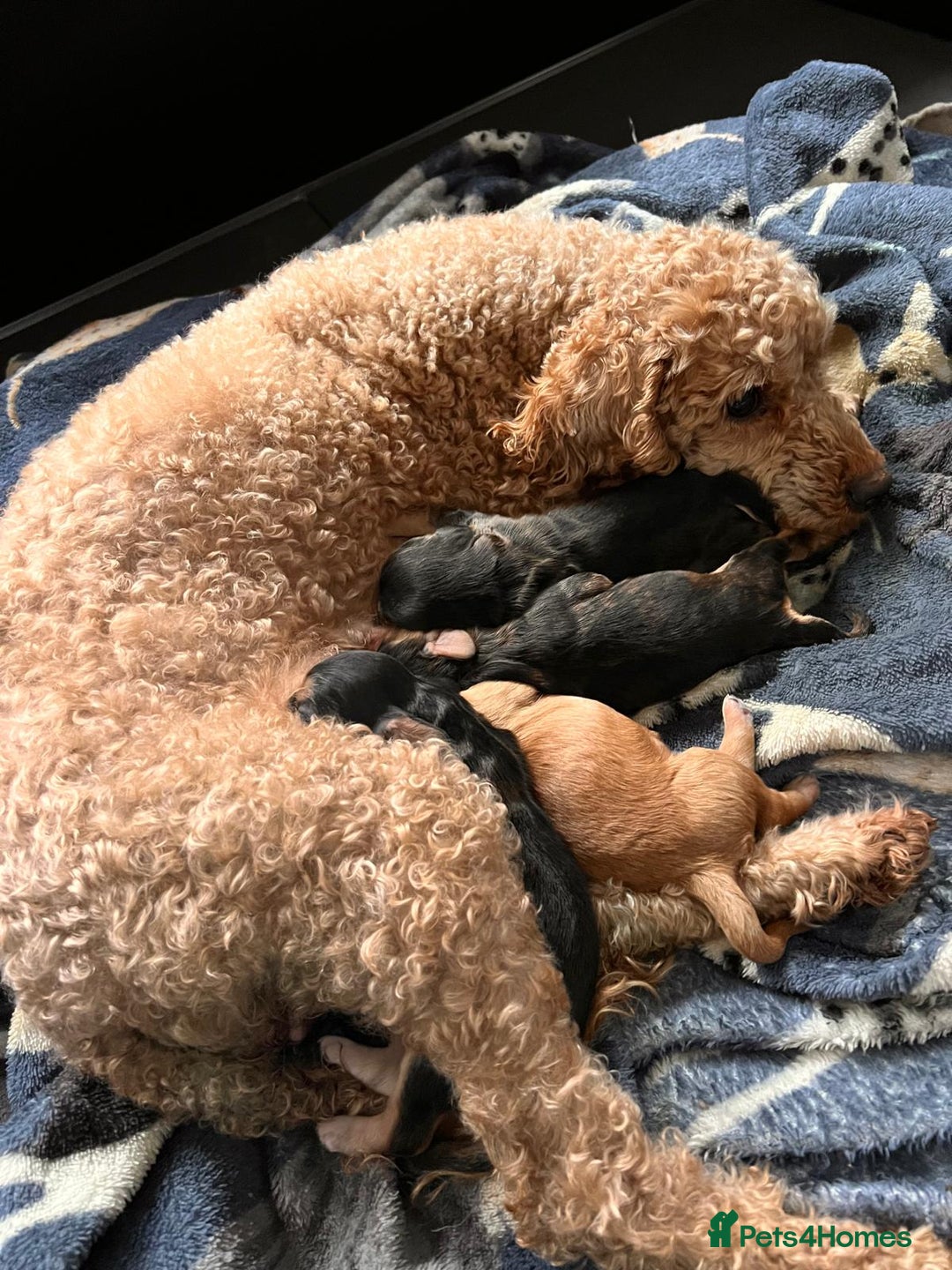 Cockapoo dogs for sale: Beautiful f1 cockapoo puppies  - Image 1