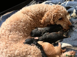 Cockapoo dogs - Advert 25