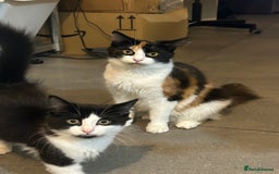 Mixed Breed cats for sale: 4 Loving Cats Seeking Forever Homes - Image 5