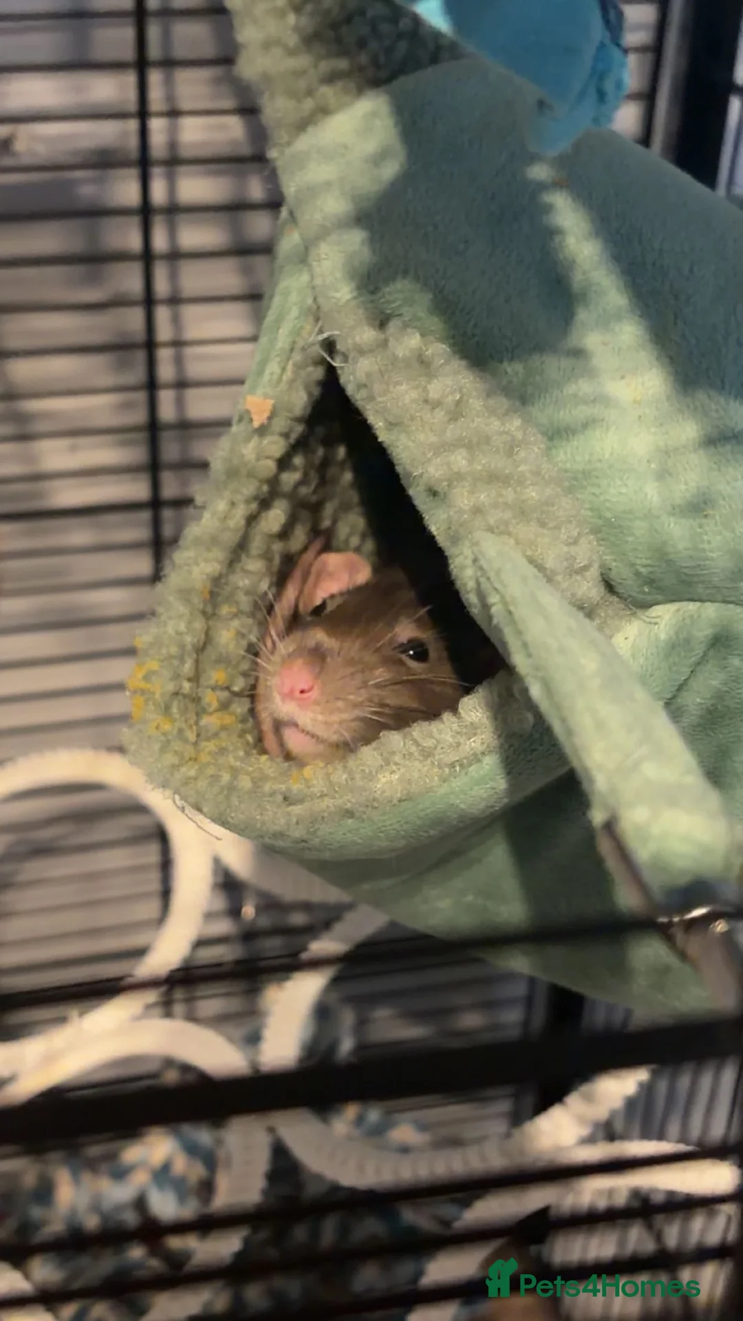 Rat rodents for sale: Female rats  in Walsall - Advert 4