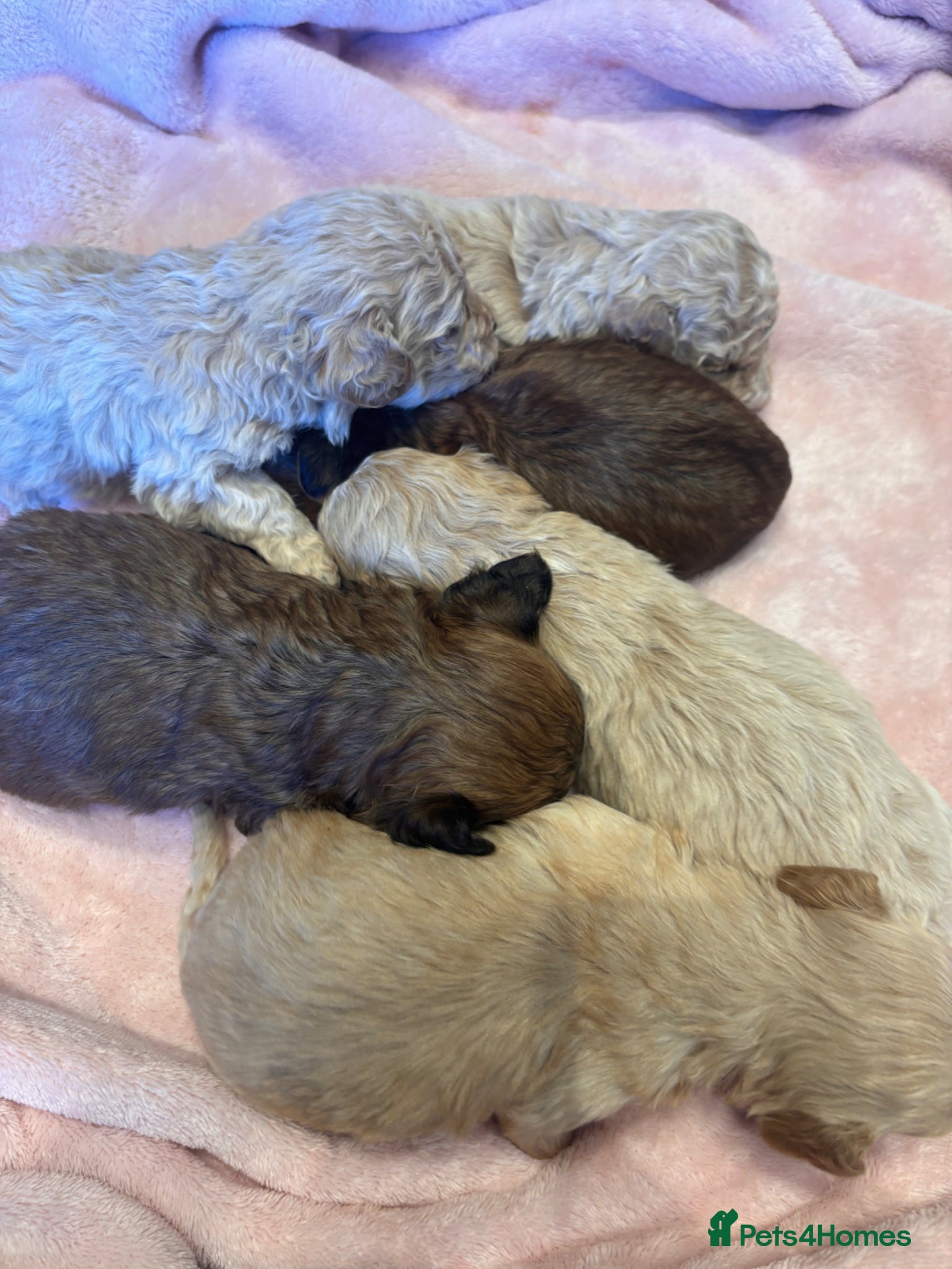 Maltipoo dogs Stunning F1 Fully Health Tested Maltipoo Babies - Advert 2