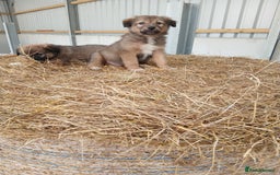 Border Collie dogs for sale: Beautiful long hair puppies  - Image 13