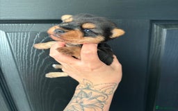 Yorkshire Terrier dogs for sale: Yorkshire terrier puppies - Image 9