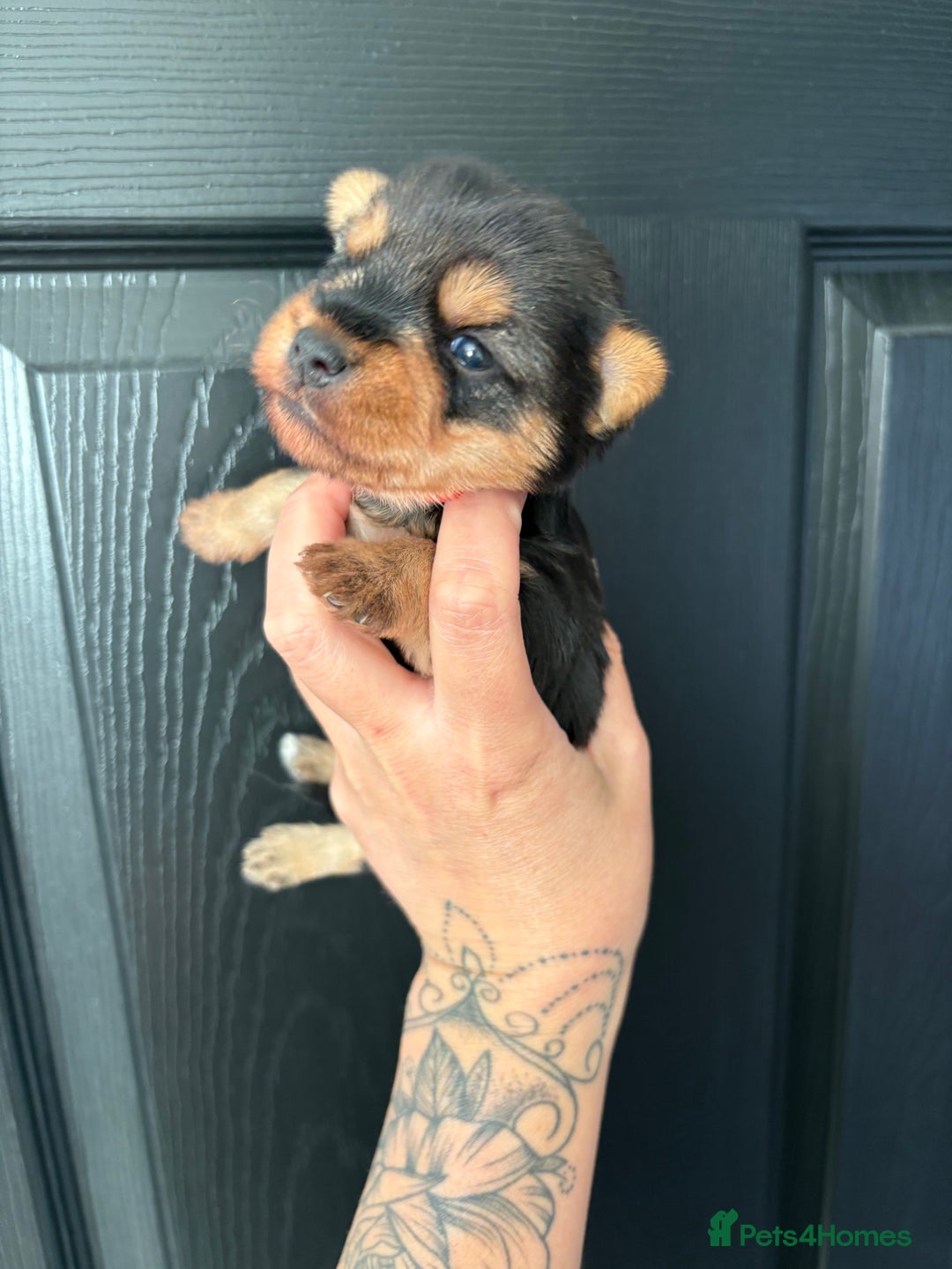 Yorkshire Terrier dogs for sale: Yorkshire terrier puppies - Image 9
