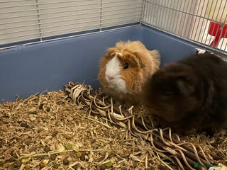 Guinea Pig rodents 2 Guinea Pigs with Accessories - Advert 1