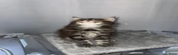 Maine Coon cats for sale: Rare Red Silver Maine Coon Kittens Available  - Advert 16