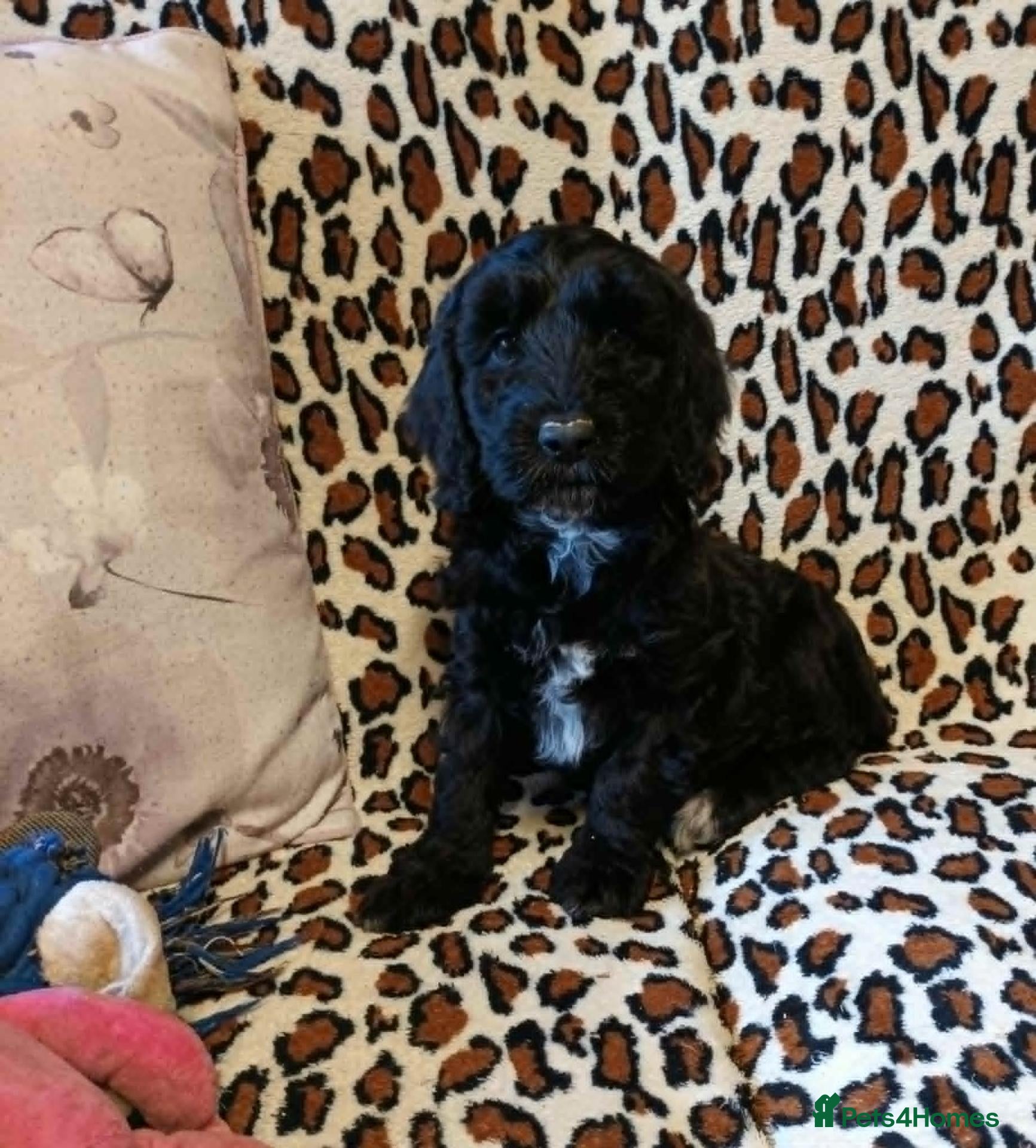 Sproodle dogs for sale: READY NOW SPROODLE PUPPY FROM 5* LICENCED BREEDER - Advert 3