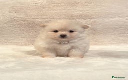 Pomsky dogs for sale: perfect husky markings Pomsky puppies for sale - Image 10
