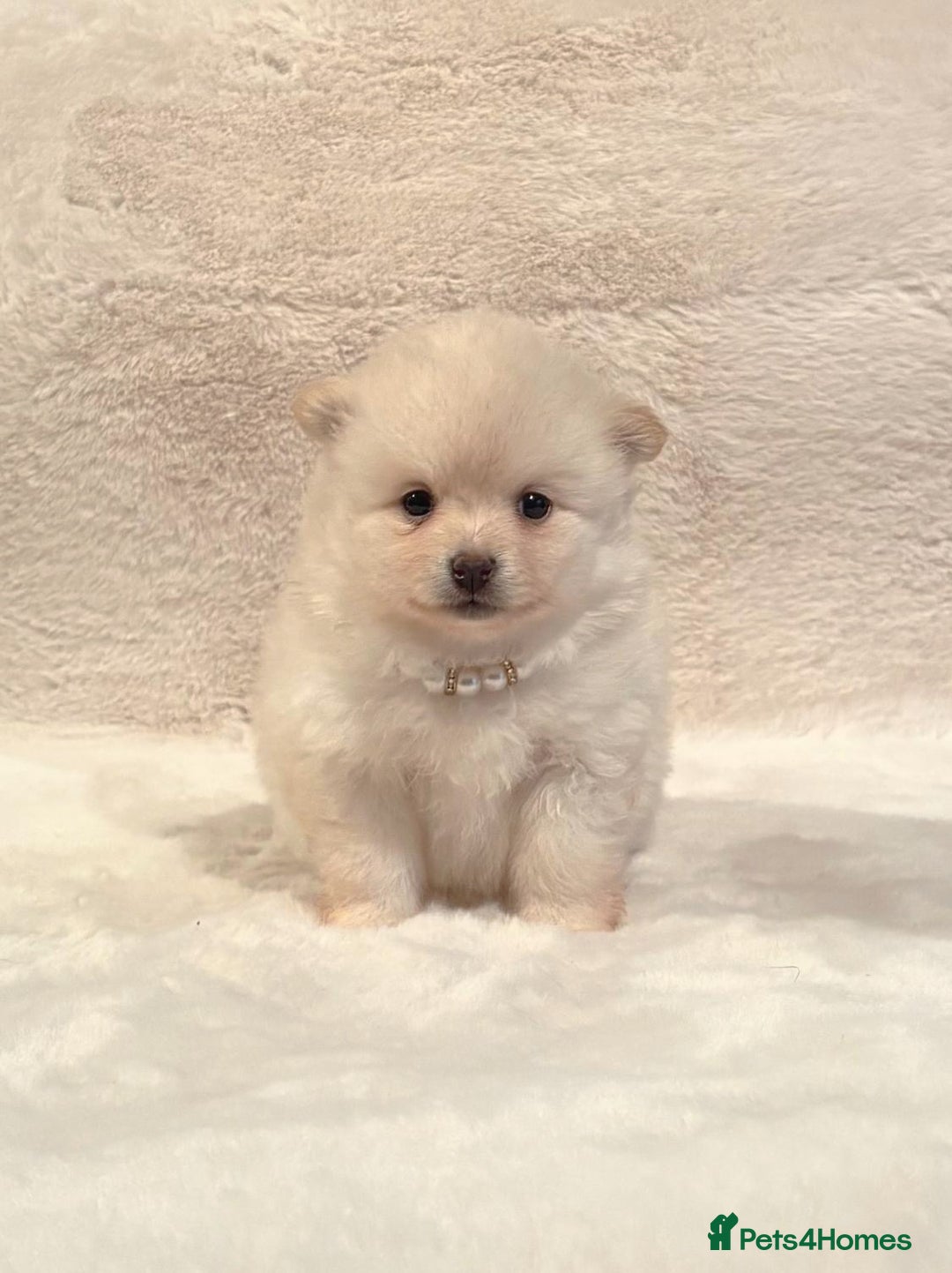 Pomsky dogs for sale: perfect husky markings Pomsky puppies for sale - Image 10