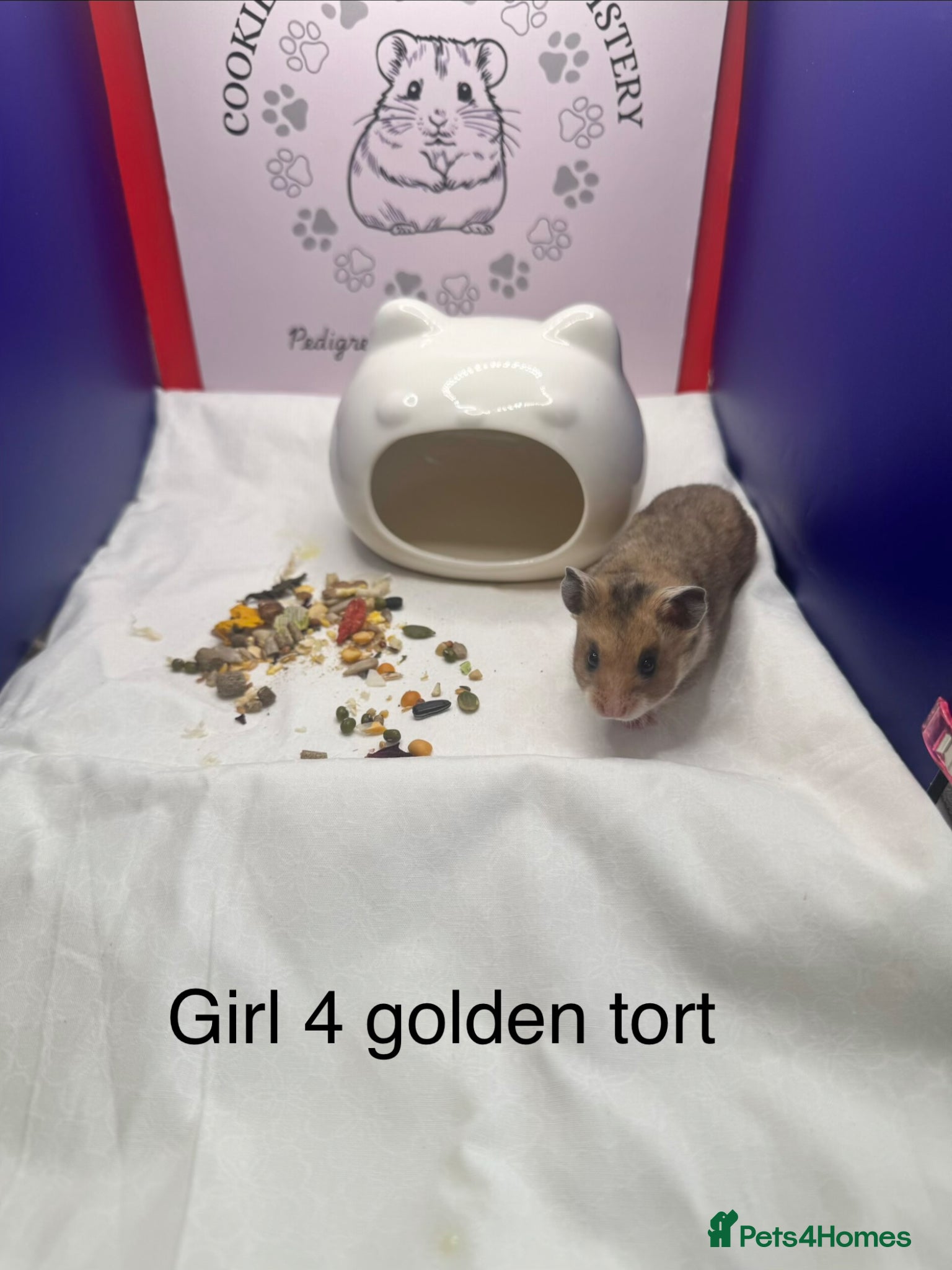 Hamster rodents Pedigree Syrian hamster babies  - Advert 5